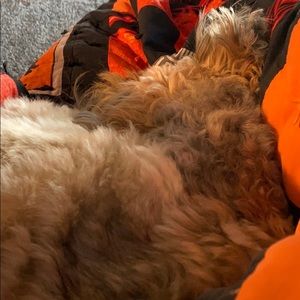 Meet your Posher, Carissa